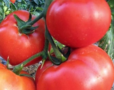 Egenskaber og beskrivelse af tomatsorten King of large