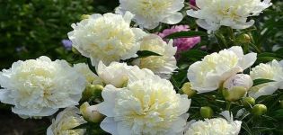 Description and characteristics of the peony variety Duchess de Nemours, growing rules