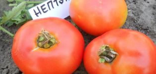 Description of the tomato variety Neptune and its characteristics