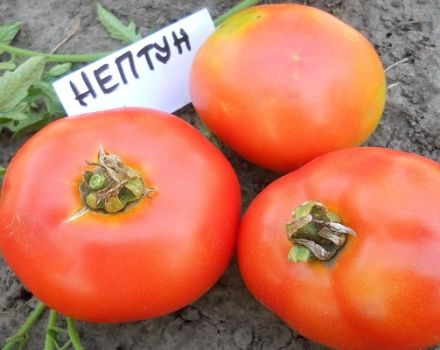 وصف صنف الطماطم نبتون وخصائصه