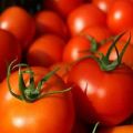 أفضل أنواع الطماطم للأرض المفتوحة في بشكيريا