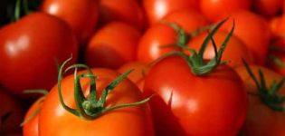 Le migliori varietà di pomodori per terreni aperti in Bashkiria