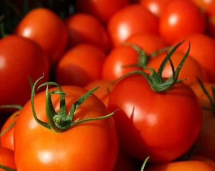 Parhaat tomaattilajikkeet avoimeen maahan Bashkiriassa