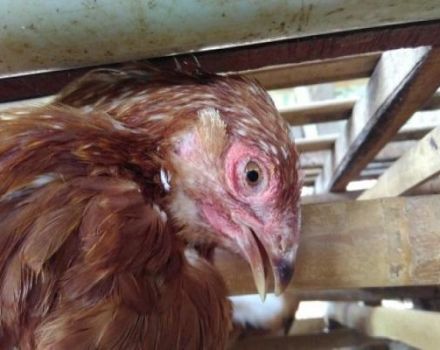 Beschreibung und Formen der Newcastle-Krankheit bei Hühnern, Symptome und Behandlung