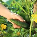 Balandžio agurkų veislės aprašymas, savybės ir auginimas