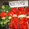 Description and characteristics of Monterey strawberries, planting and care