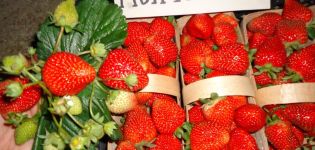 Descrierea și caracteristicile căpșunilor Monterey, plantare și îngrijire