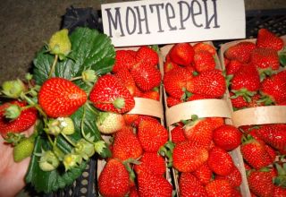 Beschreibung und Eigenschaften von Monterey-Erdbeeren, Pflanzen und Pflege