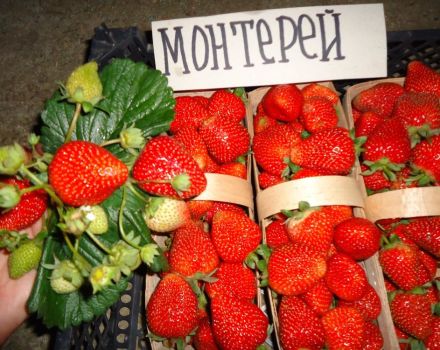 Beschreibung und Eigenschaften von Monterey-Erdbeeren, Pflanzen und Pflege