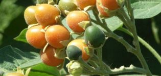 Tsifomandra-tomaatin ominaispiirteet ja kuvaus, miten istuttaa ja kasvaa