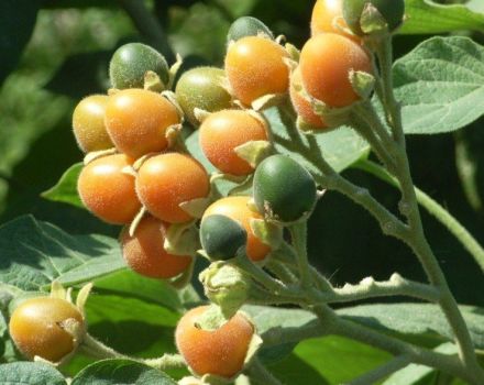 Pomidorų Tsifomandra charakteristika ir aprašymas, kaip sodinti ir auginti