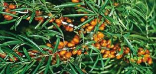 Description of the best varieties of sea buckthorn, low-growing and frost-resistant, thornless, juicy and sweet