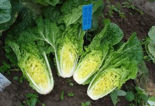 Growing and caring for Chinese cabbage in the open field