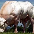 Top 10 largest breeds of cows in the world and the size of the record holders