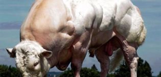 Kymmenen suurinta lehmärotua maailmassa ja ennätysten haltijoiden koko