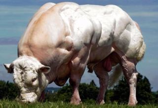 Top 10 největších plemen krav na světě a velikost držitelů rekordů