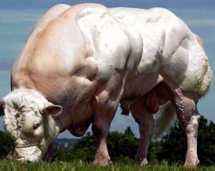 10 lielākās govju šķirnes pasaulē un rekordistu lielums