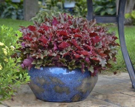 Planting and caring for Heuchera in the open field, a description of the best varieties and reproduction