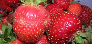 Beschrijving van aardbeienrassen Moskou delicatesse, planten en verzorgen