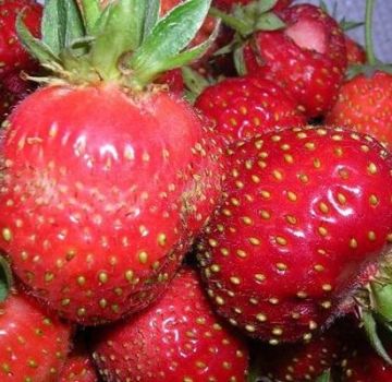 Description of strawberry varieties Moscow delicacy, planting and care