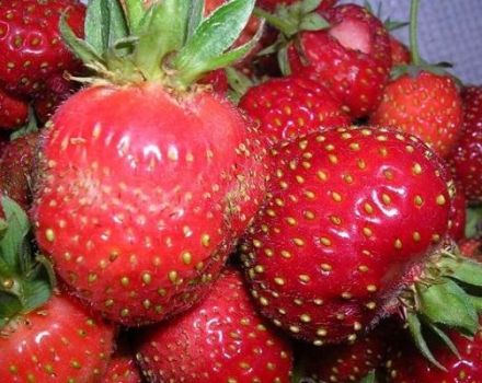 Beskrivelse af jordbærsorter Moskva delikatesse, beplantning og pleje
