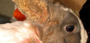 Evde tavşanlarda kulak hastalıklarının belirtileri ve tedavisi