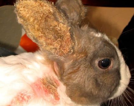 Sintomi e trattamento delle malattie dell'orecchio nei conigli a casa