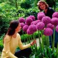 A dekoratív Allium hagyma típusai és változatai, ültetés és gondozás a szabadban