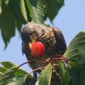 Jak můžete chránit a chránit třešně před ptáky s různými jizvami