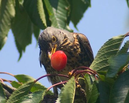 How can you protect and protect cherries from birds with various scarers