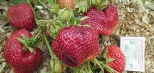 Description of the strawberry variety Chamora Turusi, planting, growing and care