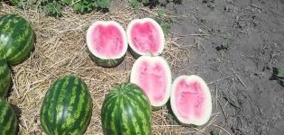 Beschrijving en regels voor het kweken van watermeloenrassen Crimson Sweet
