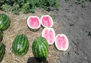 Beskrivelse og regler for dyrkning af vandmelonsorter Crimson Sweet