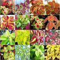 Popis a charakteristika druhů a odrůd coleus, z nichž je lepší zvolit