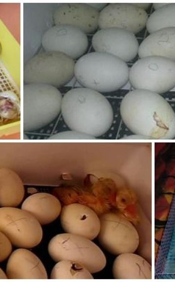 Regras para incubação de gansos em uma incubadora em casa e uma mesa de temperatura