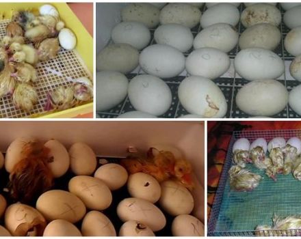 Regler for ruge goslinger i en inkubator derhjemme og et temperaturbord