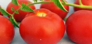 Mô tả và đặc điểm của cà chua Pharaoh, phẩm chất tích cực