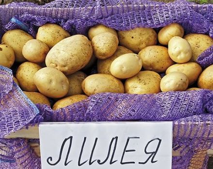 Opis odrody zemiakov Lileya, vlastnosti pestovania a starostlivosti