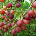 Description of the best varieties of gooseberries, 50 of the largest and sweetest species