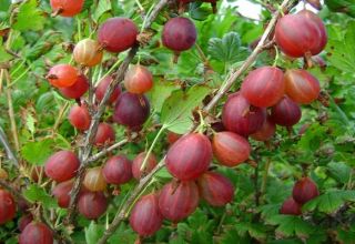 Paglalarawan ng ang pinakamahusay na mga varieties ng gooseberry, 50 pinakamalaking at pinaka-sweet species