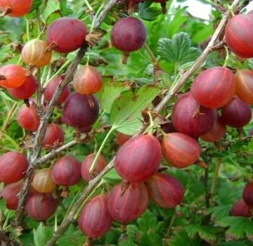 Paglalarawan ng mga pinakamahusay na uri ng gooseberries, 50 ng pinakamalaki at pinaka-sweet species