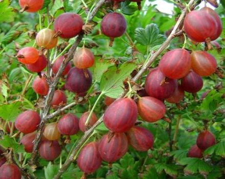 Paglalarawan ng ang pinakamahusay na mga varieties ng gooseberry, 50 pinakamalaking at pinaka-sweet species