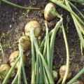 When is it time to put onions and turnips for storage: determining the timing of maturity