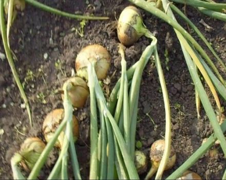 When is it time to put onions and turnips for storage: determining the timing of maturity