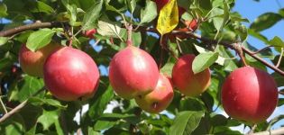 Kuvaus Vympel-omenalajikkeesta, sen eduista ja haitoista