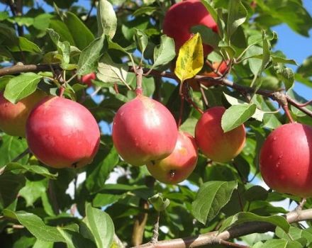 Kuvaus Vympel-omenalajikkeesta, sen eduista ja haitoista