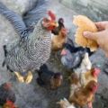 ¿Es posible dar pan a los pollos de engorde y ponedoras, alimentando con productos en blanco y negro?
