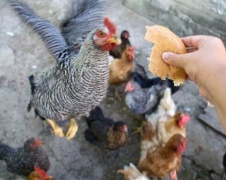 Có thể cho gà thịt ăn bánh mì, cho ăn sản phẩm trắng đen được không?