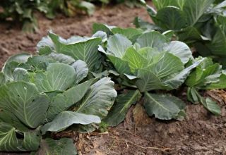 How to treat cabbage with vinegar to get rid of them
