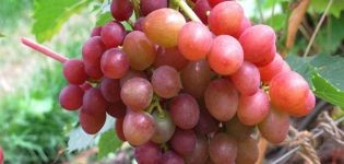 Beschrijving en kenmerken, voor- en nadelen van Briljante druiven, teelt